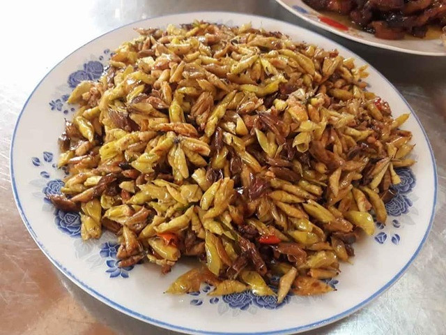 Ngoài là món ăn, nhộng sâu muồng còn là bài thuốc quý