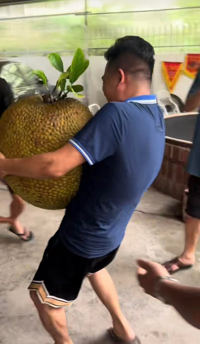 Người đàn ông lấy hết sức bê quả mít