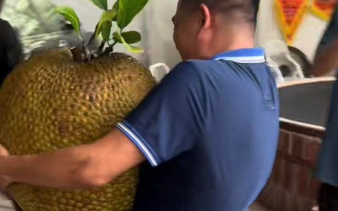 Hái quả mít nặng 55kg, chủ nhà phải nhờ hàng xóm mới bê nổi Ảnh 2