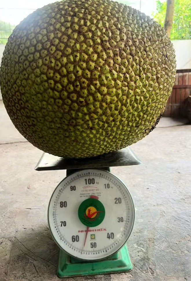 Quả mít nặng 55kg