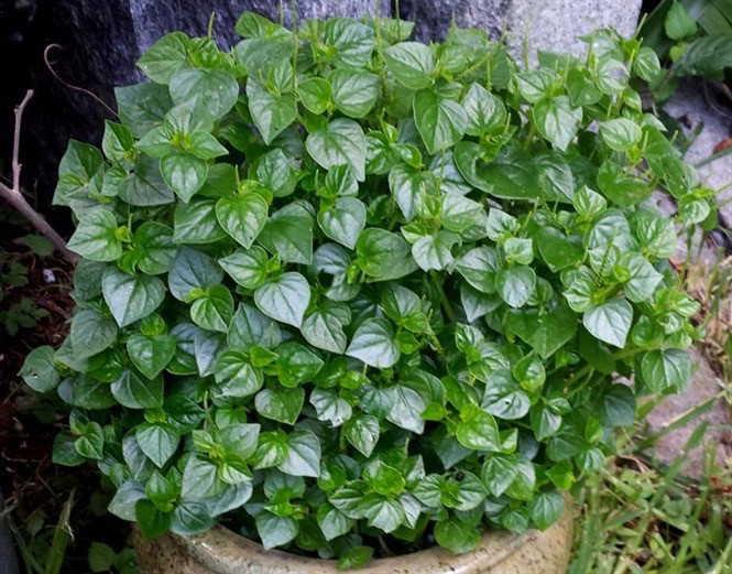 Loài rau mọc đầy vườn, xưa ví như nhân sâm của người nghèo, giờ giá đắt hơn thịt Ảnh 2