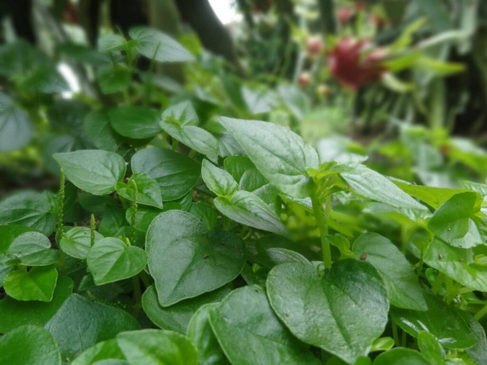 Loài rau mọc đầy vườn, xưa ví như nhân sâm của người nghèo, giờ giá đắt hơn thịt Ảnh 1