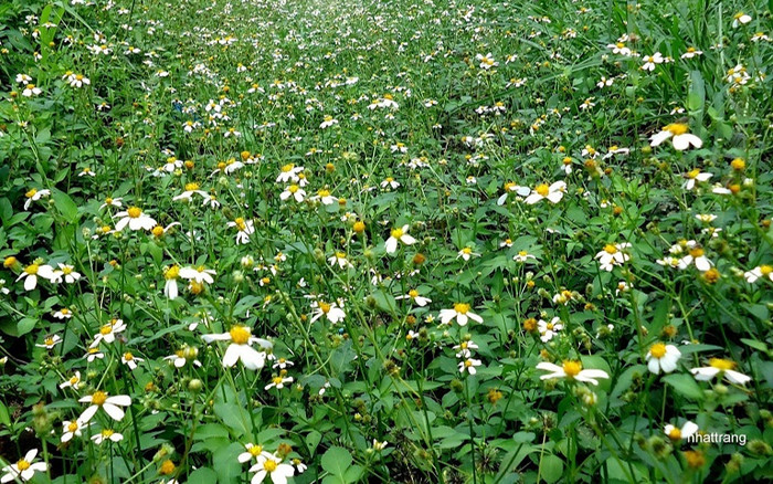 Loại rau xưa đầy không ai hái, giờ thành đặc sản xuất hiện trong thực đơn nhà hàng, càng ăn càng mê Ảnh 2