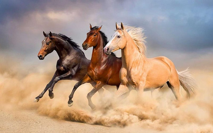 3 con giáp trời sinh số mệnh khiến nhiều người ghen tị Ảnh 2