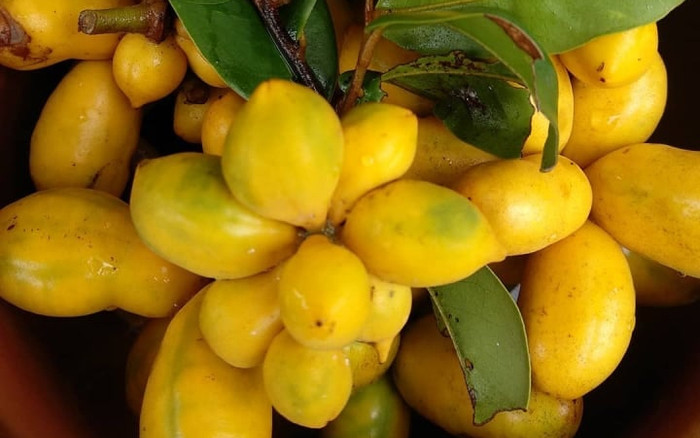 Loại quả thơm nức núi rừng, xưa không ai biết mà giờ thành đặc sản dân thành phố 'săn lùng' Ảnh 2