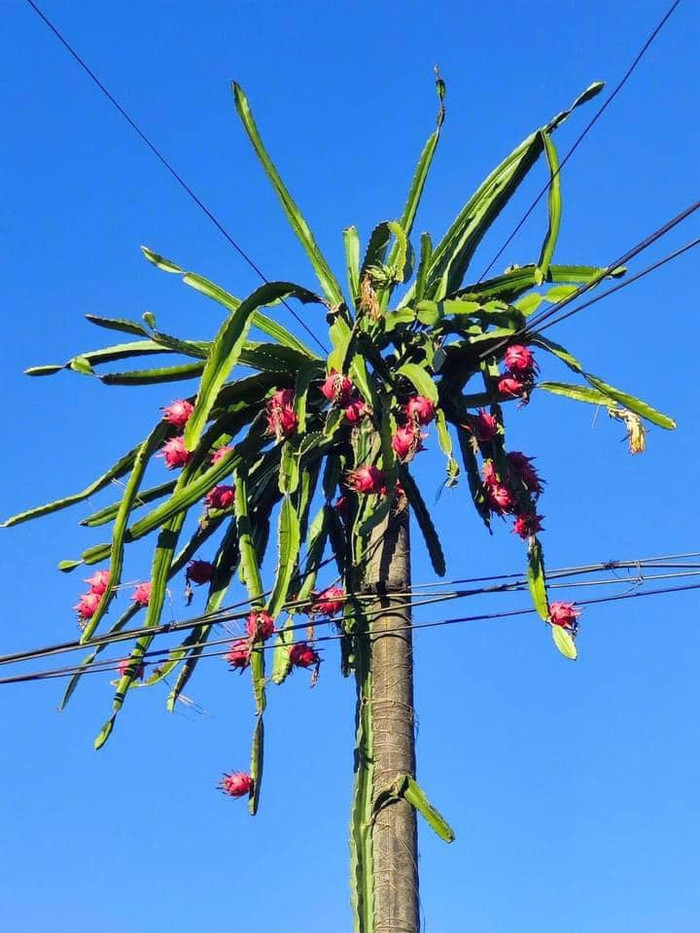 Mới đây, nhiều diễn đàn mạng xã hội đã và đang chuyền tay nhau loạt hình ảnh hài hước về một cây thanh long.
