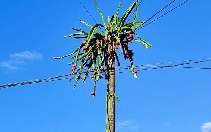 Cây thanh long chi chít quả nhưng lại trêu ngươi gia chủ: 'Đố anh hái được em' Ảnh 2