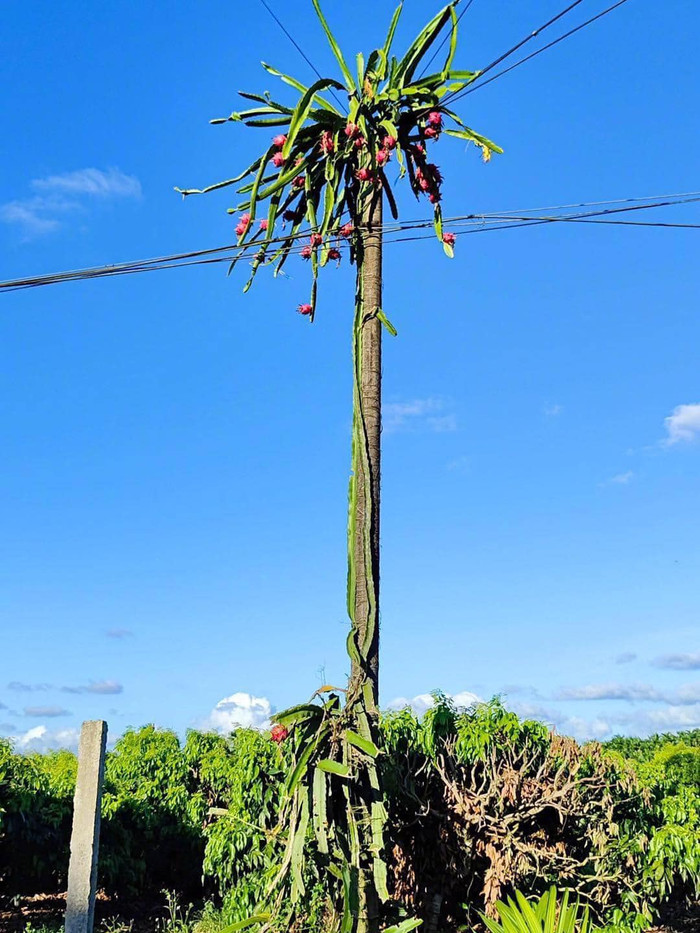 Hoá ra, cây thanh long này được gia chủ trồng dưới gốc cây cột điện. Qua thời gian, cây thanh long lớn dần, dây leo cứ thế leo lên cây cột điện. Đến khi trổ hoa, trổ quả, toàn bộ chúng đã nằm cheo leo trên cây cột điện. Nhìn những hình ảnh hài hước này, dân tình được phen cười ngất; đồng thời cho rằng, cây thanh long đang trêu ngươi gia chủ: Đố anh hái được em. 
