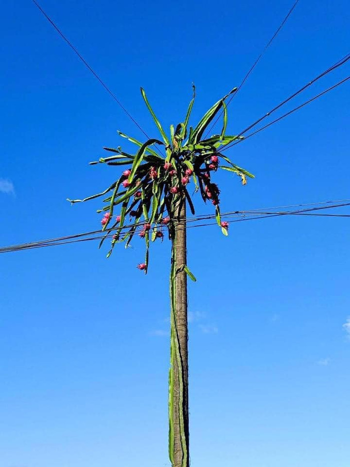 Theo đó, cây thanh long có rất nhiều quả chín, mọc xum xuê ở các cành. Đáng nói, gia chủ muốn hái được số thanh long chín này lại không phải chuyện dễ dàng. Bởi lẽ, dàn thanh long chín này nằm cao chót vót, vượt cả đường dây điện.