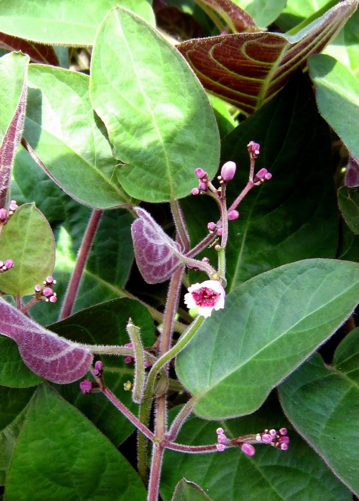 Loại lá mọc hoang đầy đường mang nấu cùng trứng gà được ví như tiên dược, chữa được nhiều bệnh Ảnh 1