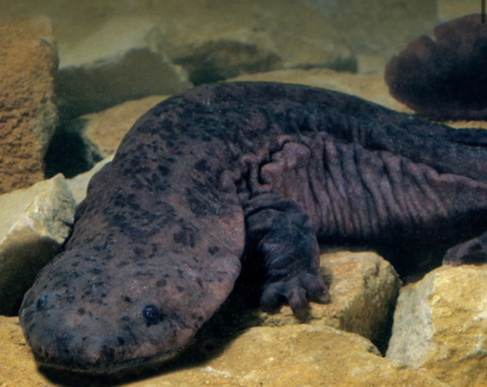 Bắt được 'cá lạ' có móng vuốt, người đàn ông hốt hoảng báo cảnh sát và cái kết bất ngờ Ảnh 3