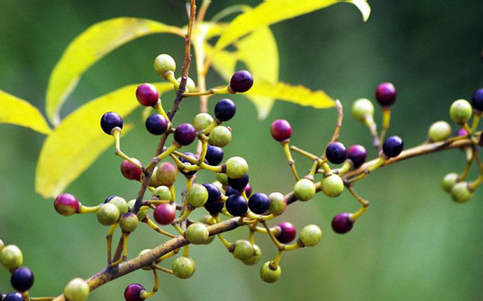 Loại quả xưa không ai biết giờ thành đặc sản hương vị lạ được 'săn lùng', 250.000 đồng/kg Ảnh 2