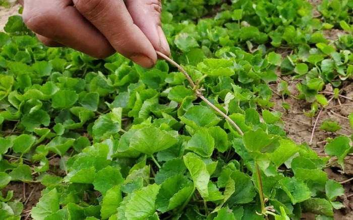 Loài rau mọc dại đầy vườn, là đặc sản nức tiếng Thanh Hoá, cực giàu collagen Ảnh 2