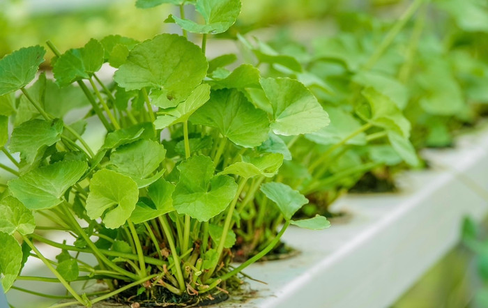 Loài rau mọc dại đầy vườn, là đặc sản nức tiếng Thanh Hoá, cực giàu collagen Ảnh 1