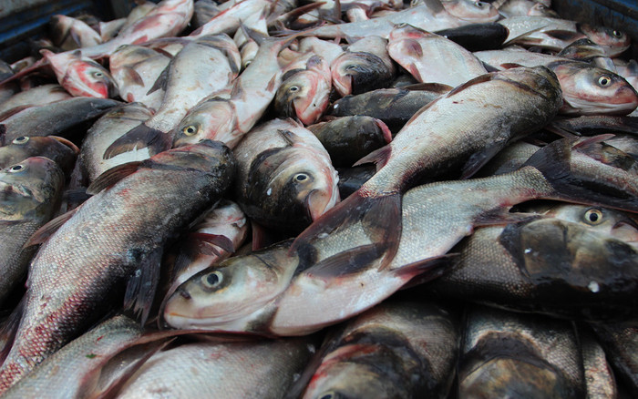 Loại cá xưa đầy không ai ăn vì quá tanh, giờ thành đặc sản được nhiều người thích, 70.000 đồng/kg Ảnh 2
