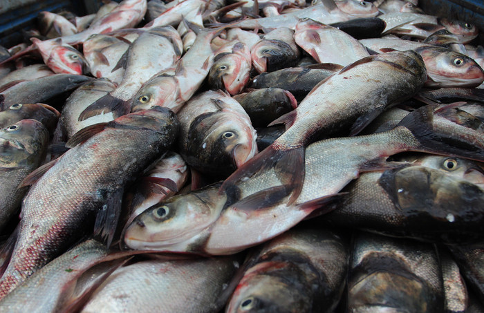 Cá mè thường sống ở các ao, hồ, sông, ngòi, kênh, rạch, đầm lầy...