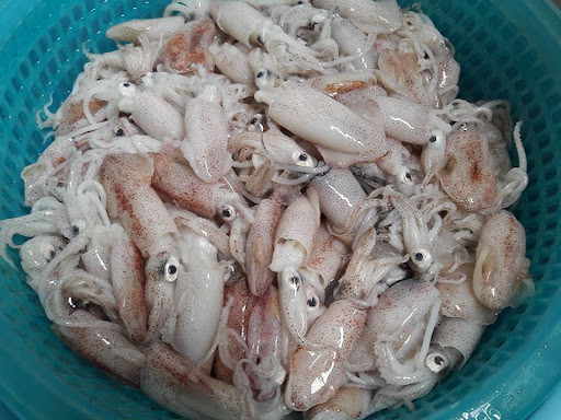 Mực sim có đặc điểm thân nhỏ như đầu ngón tay, tròn tròn, lũm chũm như những trái sim rừng