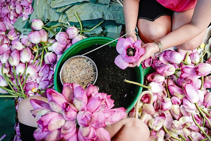 Công đoạn ướp trà sen khá cầu kỳ, mất nhiều thời gian và công sức. Ảnh: TTXVN