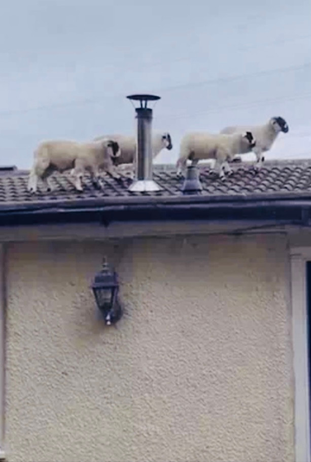 Ngay lập tức, cô gái chạy vào trong và lấy điện thoại ghi lại cảnh tượng thú vị này. Ảnh cắt từ clip.