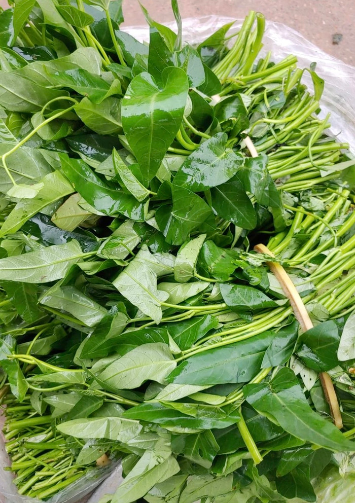 Rau muống là loài rau dễ trồng, dễ sống, được các bà nội trợ Việt Nam ưa chuộng.