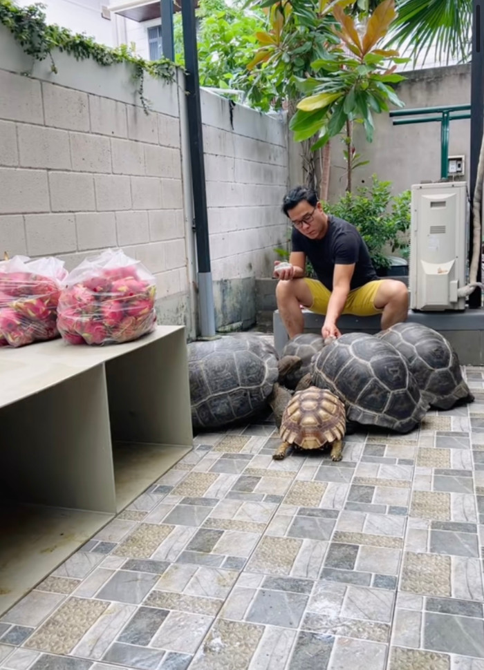 Vua cá Koi chăm sóc rùa cảnh mỗi ngày.