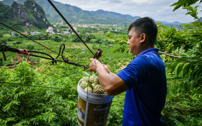Loại quả được người dân Lạng Sơn trồng trên đỉnh núi, là đặc sản nổi tiếng khắp nước Ảnh 2