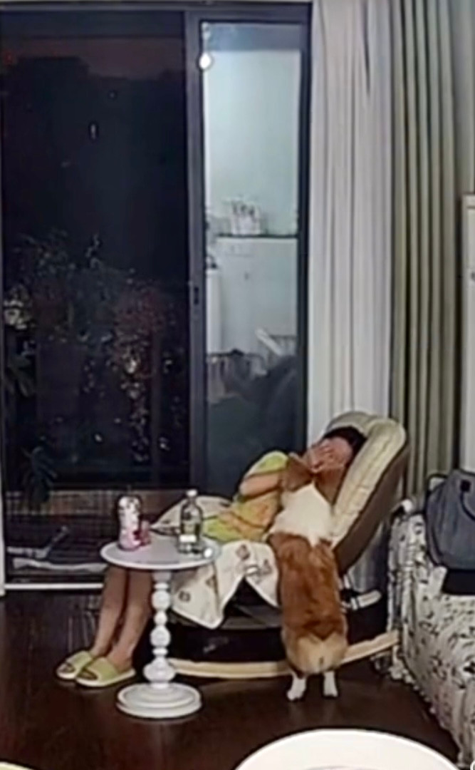 Hành động của chú chó được cộng đồng mạng khen ngợi hết lời. Ảnh cắt từ clip.