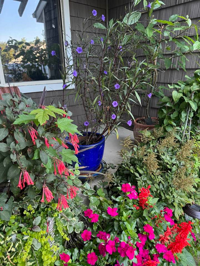 Khu vườn xinh đẹp của bà ở xứ sở cờ hoa.