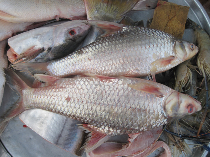 Cá cóc nổi tiếng miền Tây