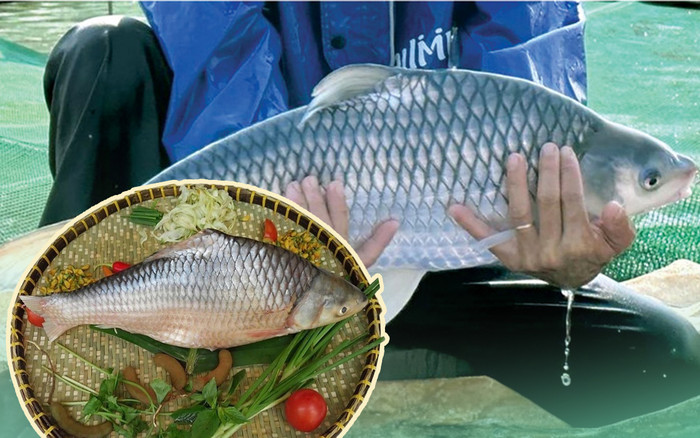 Loại cá xưa đầy ít người biết, giờ thành đặc sản khan hiếm được săn lùng, 450.000 đồng/kg Ảnh 2