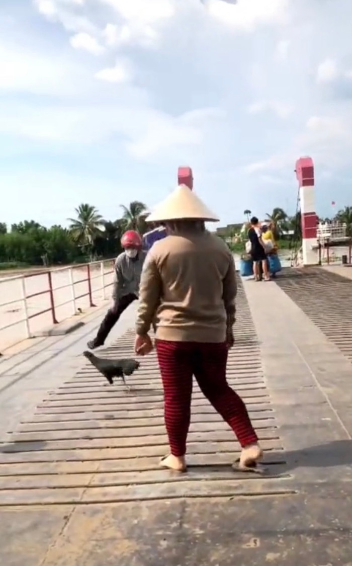 Cảnh tượng rượt đuổi bắt gà diễn ra ngay giữa sông, thu hút sự chú ý của tất cả hành khách trên phà.
