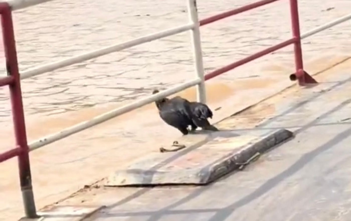 Trong một khoảnh khắc hoảng loạn, con gà đã nhảy thẳng xuống sông, trôi theo dòng nước.