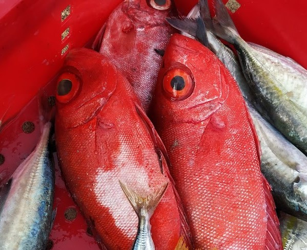 Cá bã trầu, hay còn gọi là cá thanh ngọc, cá bảy trầu, cá thóc hoặc cá sơn thóc