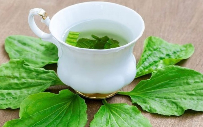 Các nghiên cứu khoa học đã chứng minh rằng mã đề chứa nhiều hợp chất có khả năng kháng khuẩn và chống viêm.