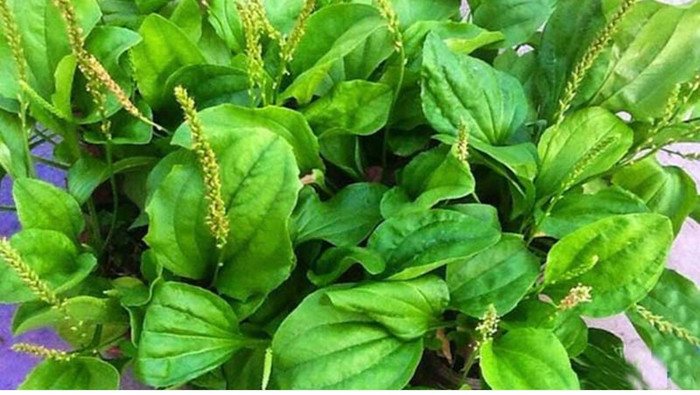 Ngoài ra, với đặc tính chống viêm, mã đề giúp giảm viêm nhiễm trong cơ thể, bao gồm cả viêm nhiễm liên quan đến bệnh tim mạch.