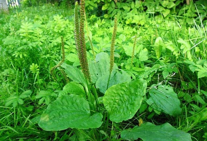 Nhờ khả năng kháng khuẩn, chống viêm, mã đề hỗ trợ cơ thể chống lại các tác nhân gây bệnh, từ đó tăng cường sức đề kháng.