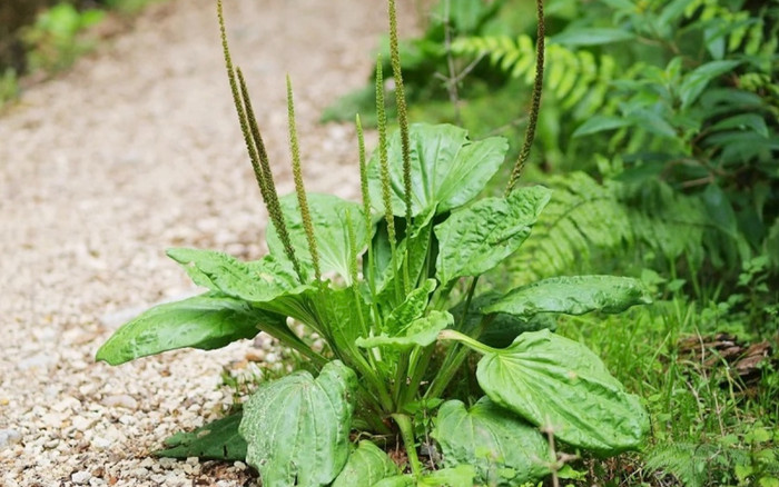 Loại cây quý mọc dại quanh vườn, sở hữu nhiều lợi ích sức khỏe nhưng lại bị bỏ quên Ảnh 2