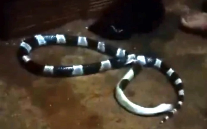 Rắn độc bò vào nhà, người cha cứu con bị rắn cắn thiệt mạng Ảnh 2