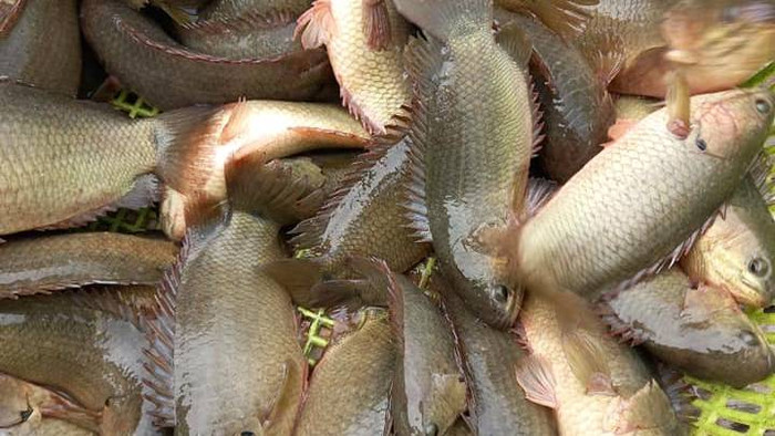 Cá rô đầu vuông thuộc nhóm cá rô thường