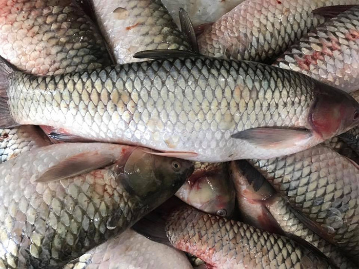 Xưa ít người biết đến loại cá này