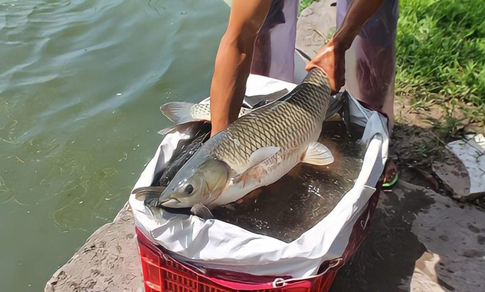 Cá trắm giòn có nhiều ở Hải Dương, Lâm Đồng...