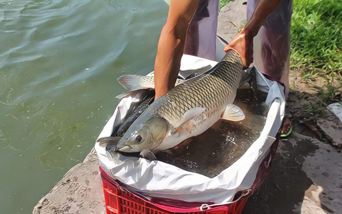 Loại cá xưa không ai biết, giờ thành đặc sản gây ấn tượng vì ngon lại giòn tan, 180.000 đồng/kg Ảnh 2