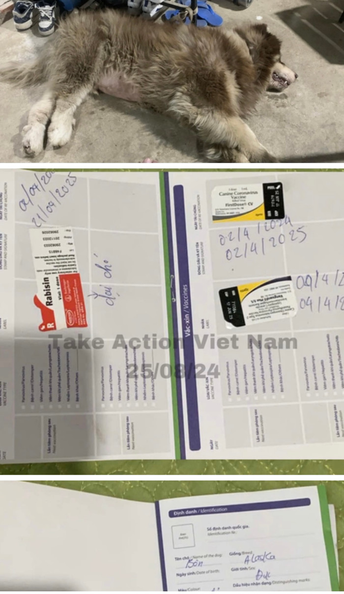 Chú chó Alaska tên Bôn đã được giải cứu và về với người chủ mới.