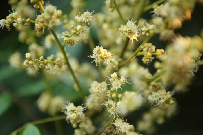 Chu kỳ thu hoạch mật hoa phụ thuộc vào thời điểm hoa nhãn nở