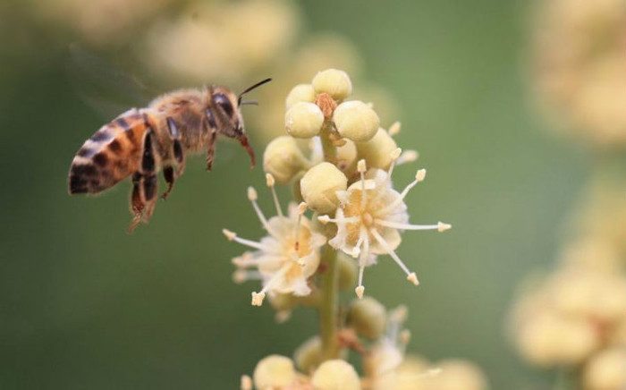 Đặc sản trứ danh Hưng Yên vừa thơm ngọt vừa tốt cho sức khoẻ, 400.000 đồng/lít Ảnh 2