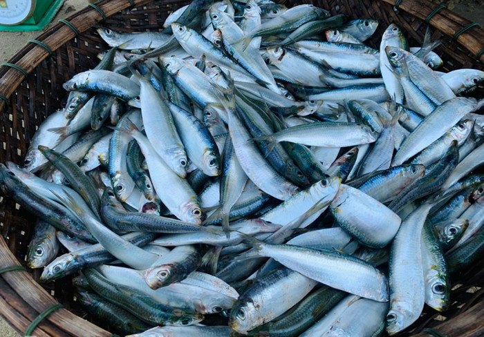 Muốn bổ sung thêm omega-3, đừng bỏ qua cá trích.