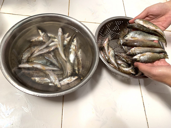 Đây là loại cá suối chỉ to bằng ngón tay, có con nhỏ như ngón tay út, con to cỡ bằng 2 ngón tay. 