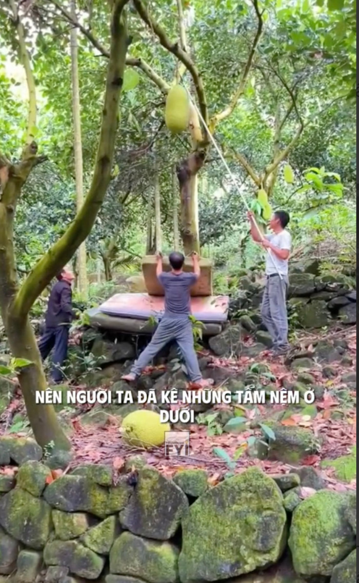 Mặc dù việc thu hoạch trông có vẻ đơn giản, nhưng thực tế, công việc này khá nguy hiểm.