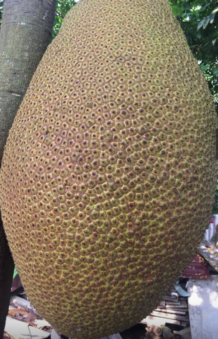 Những quả mít 'siêu to khổng lồ' với cân nặng ấn tượng đã thu hút sự chú ý của nhiều người.