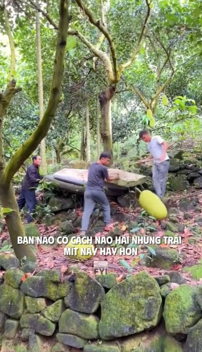 Vì vậy, những người tham gia thu hoạch cần có kinh nghiệm, biết cách xử lý tình huống và luôn cẩn trọng.